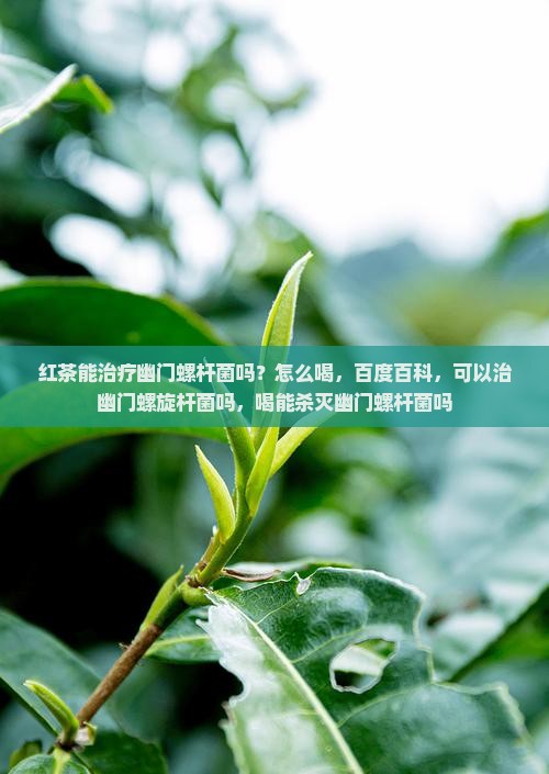 红茶能治疗幽门螺杆菌吗