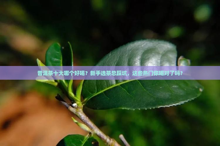 普洱茶十大品牌哪个好喝