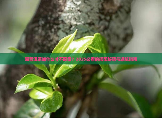 喝普洱茶加什么比较好