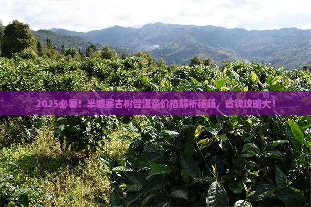 半坡寨古树普洱茶价格表