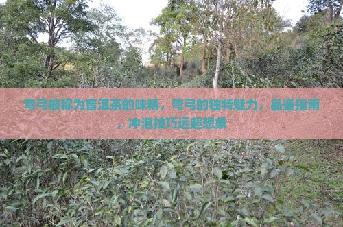 弯弓被称为普洱茶的味精