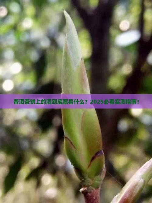 普洱茶饼上有洞