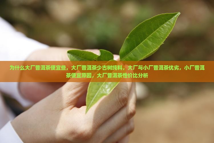为什么大厂普洱茶便宜些