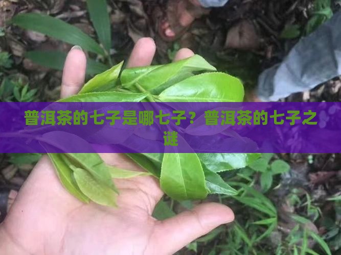 普洱茶的七子是哪七子