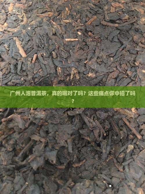 广州人泡普洱茶