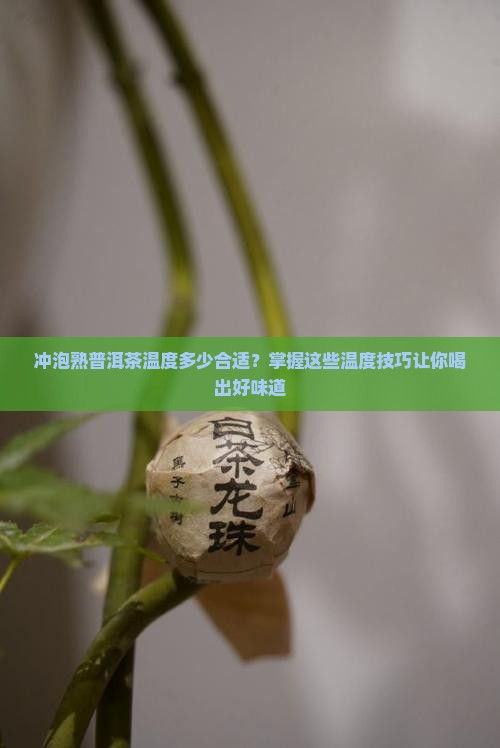 冲泡熟普洱茶温度