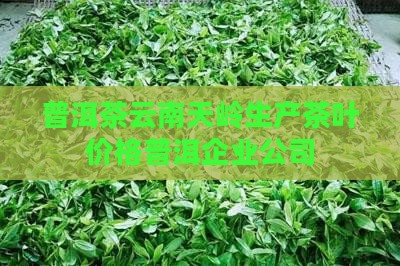 普洱茶云南天岭