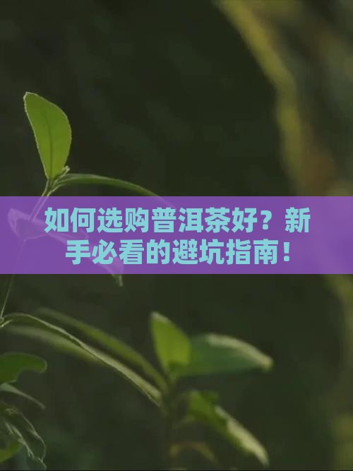 如何选购普洱茶好