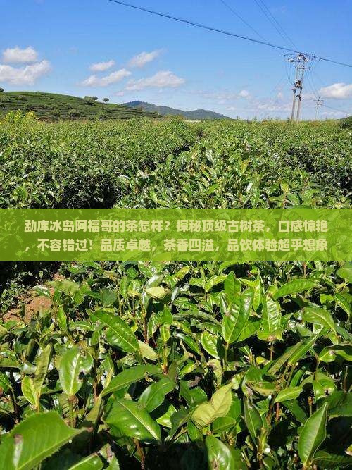 勐库冰岛阿福哥的茶怎样
