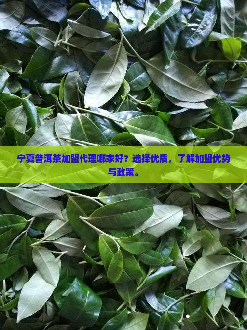 宁夏普洱茶加盟代理哪家好