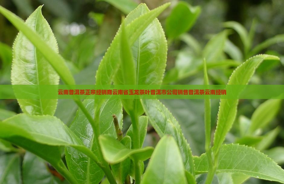 云南普洱茶正宗经销商