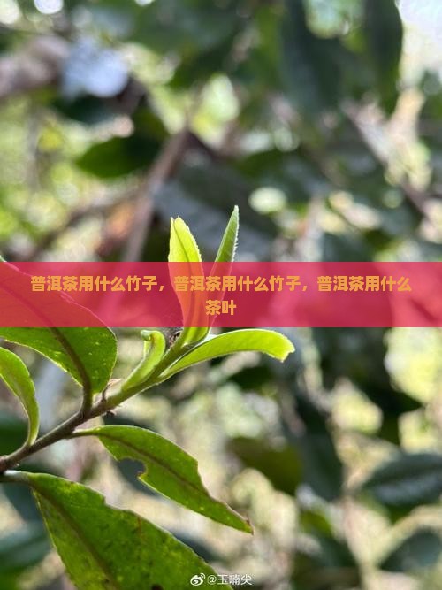 普洱茶用什么竹子