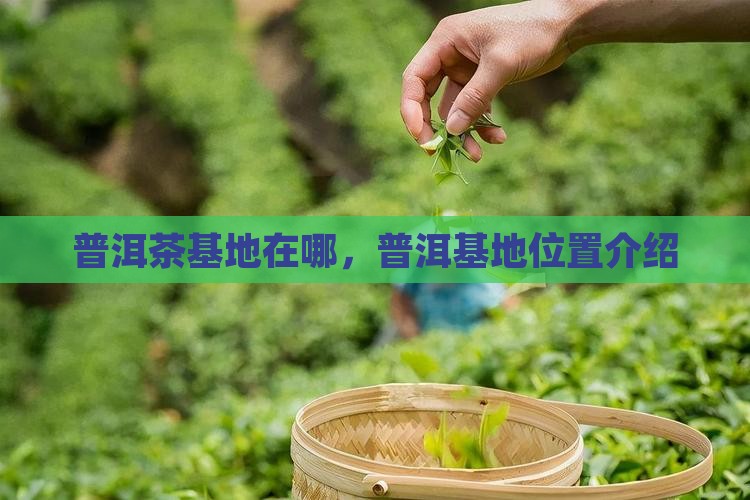 潞库普洱茶基地在哪里