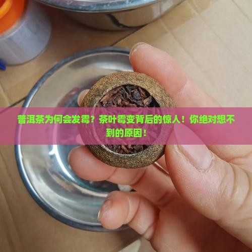 普洱茶为何会发霉
