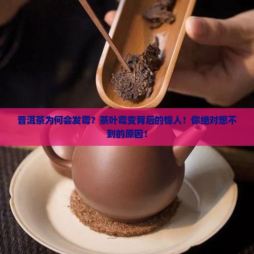 普洱茶为何会发霉
