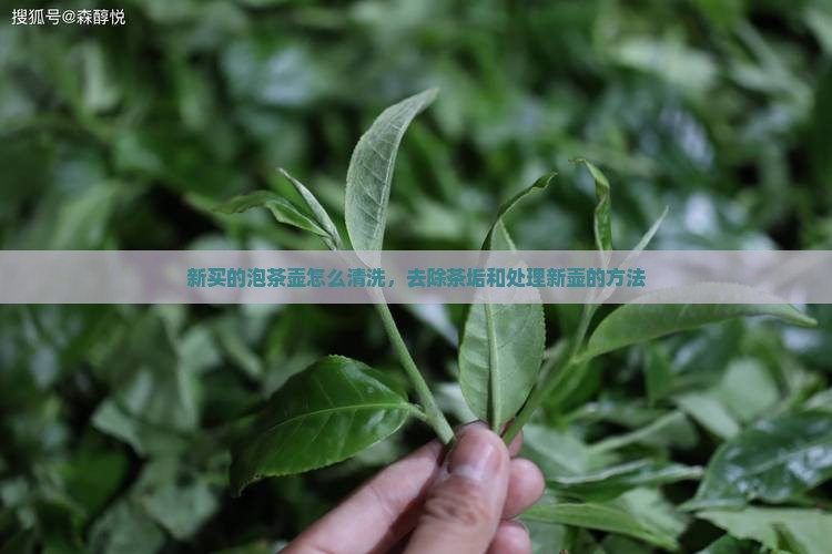 新买的泡茶壶怎么清洗