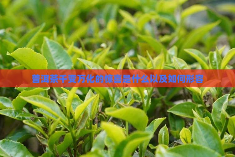 普洱茶千变万化的惊喜