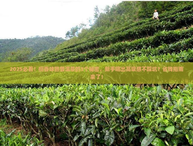 檀香味熟普洱茶的原理