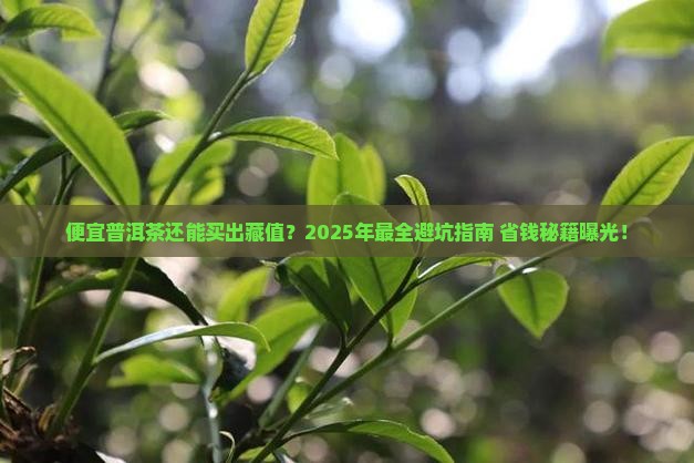 便宜的普洱茶购买藏价值排行榜