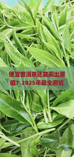 便宜的普洱茶购买藏价值排行榜