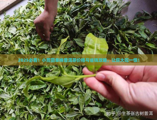 小荒田单株普洱茶价格多少