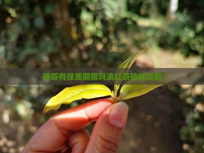 砖茶有保质期限吗滇红茶砖保质期