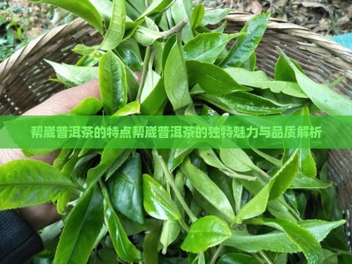 帮崴普洱茶的特点