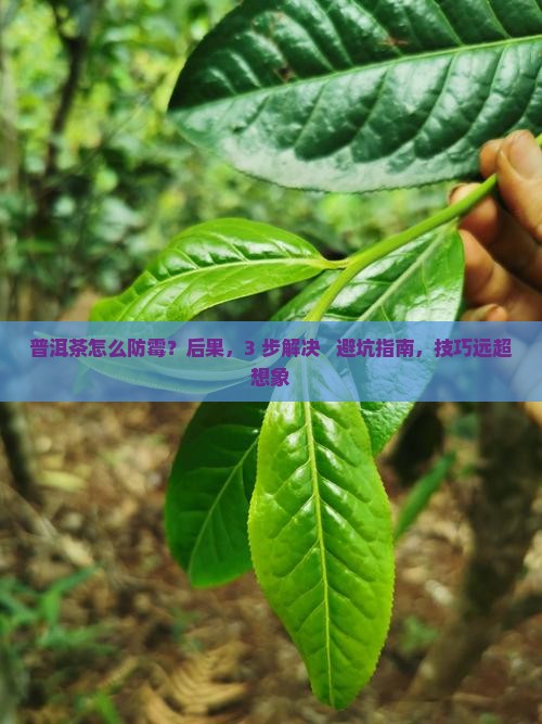 普洱茶怎么防霉