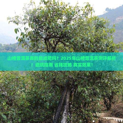 山楂普洱茶测评分析