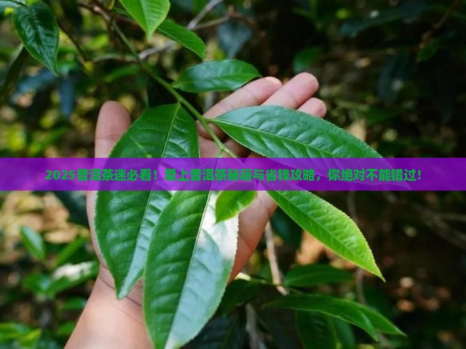 爱上普洱茶论坛