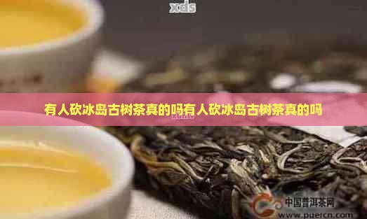 有人砍冰岛古树茶真的吗