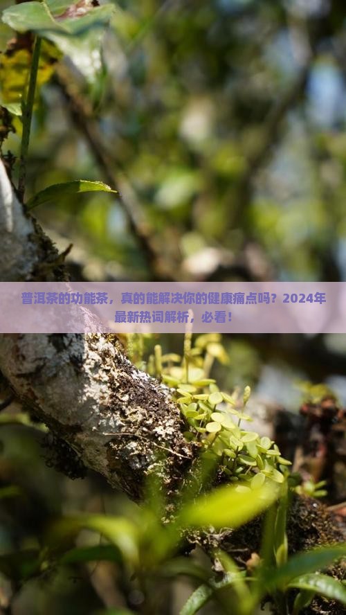 普洱茶的功能茶