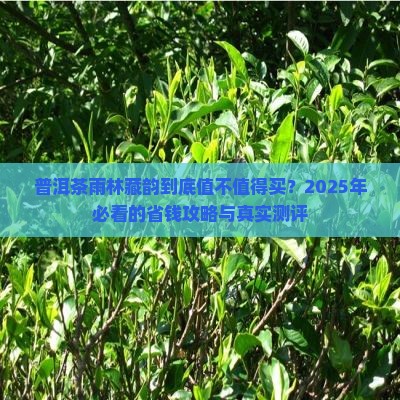 普洱茶雨林藏韵茶叶价格