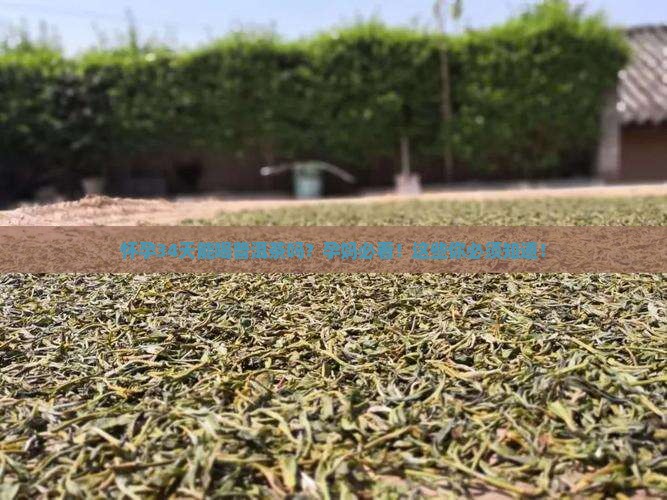 怀孕34天能喝普洱茶吗