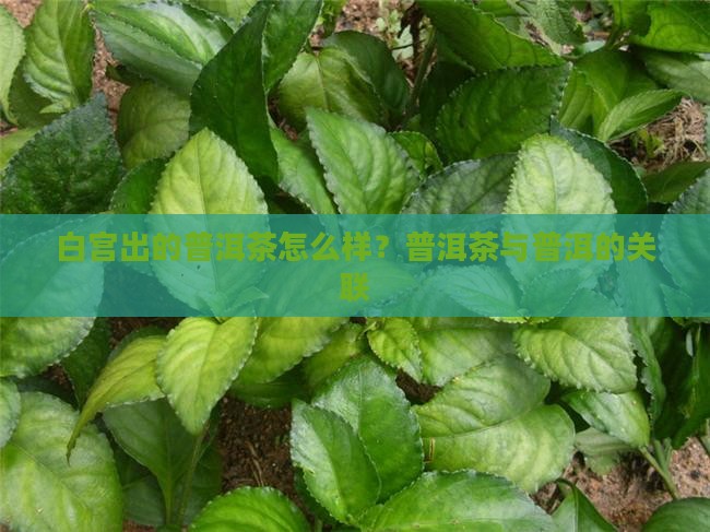 白宫出的普洱茶好吗