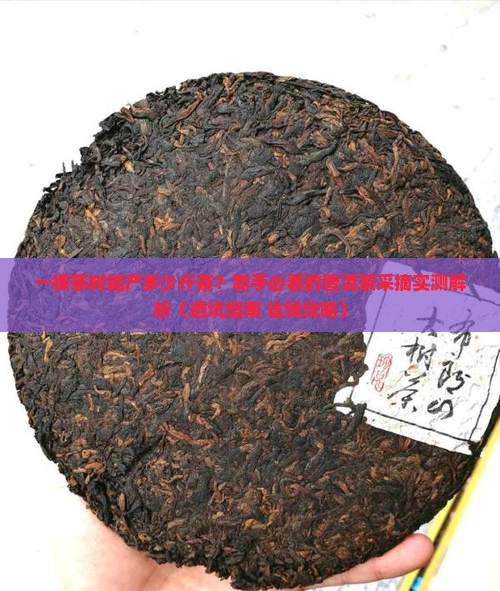 一颗普洱茶树产多少斤茶