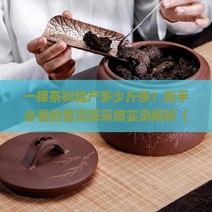 一颗普洱茶树产多少斤茶