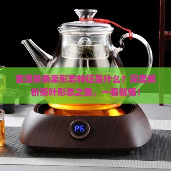 普洱茶条索形态特征是什么