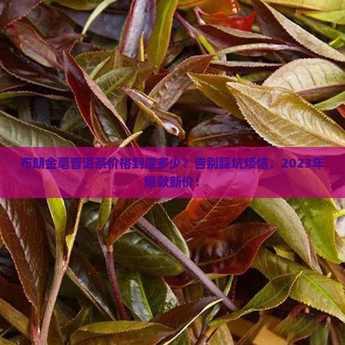布朗金毫普洱茶价格