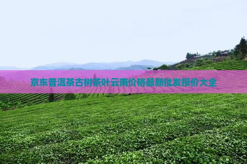 普洱茶价格熟茶