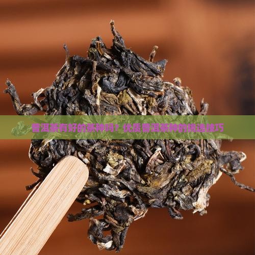 普洱茶有好的茶种吗