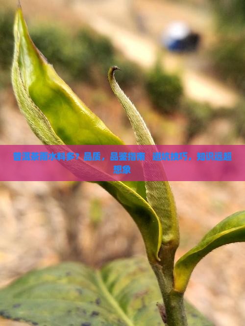 普洱茶雨水料多