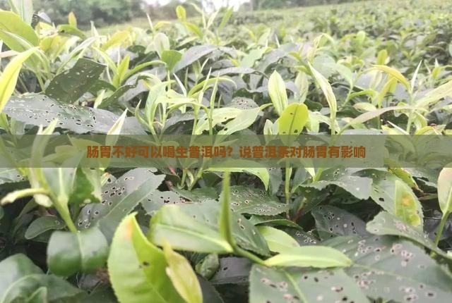 肠胃不好喝生普洱会出现什么症状