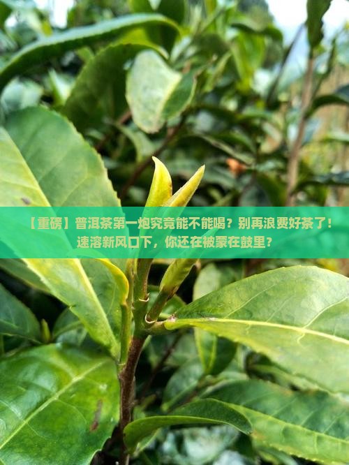 普洱茶第一炮究竟能不能喝