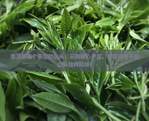 普洱茶每个茶区的山头