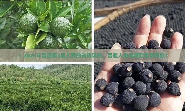普洱茶3度作为贡茶