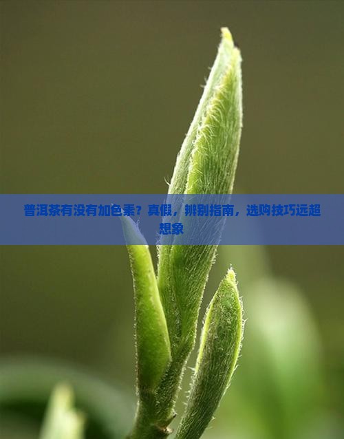 普洱茶有没有加色素