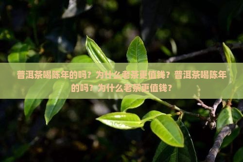 普洱茶喝陈年的吗