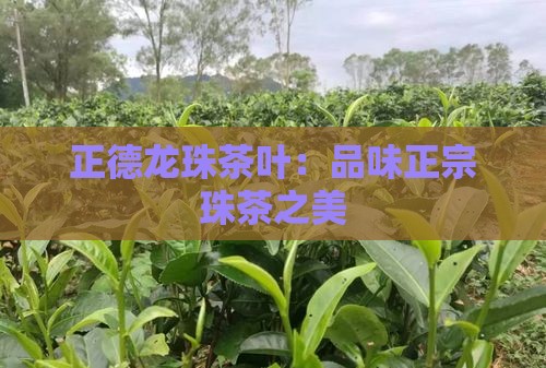 贵州正德龙珠茶叶