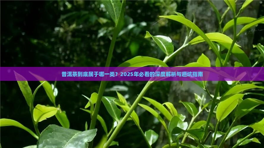 普洱茶目前归属于中国哪一类